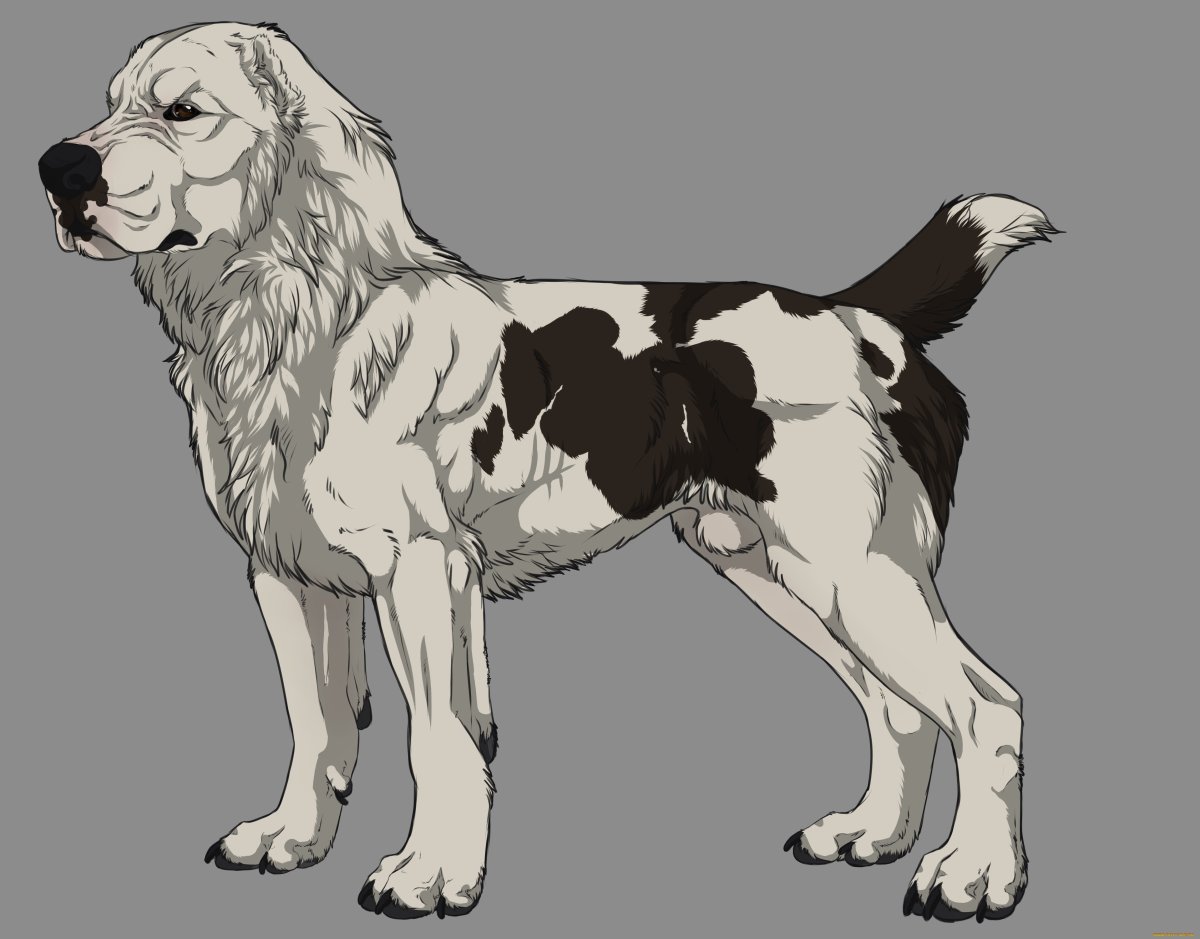 САО Среднеазиатская овчарка