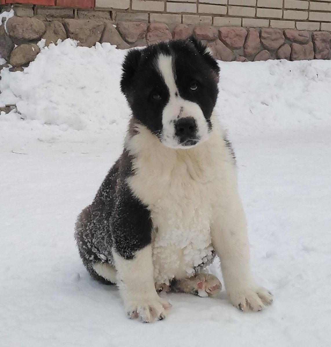 Мычко Среднеазиатская овчарка