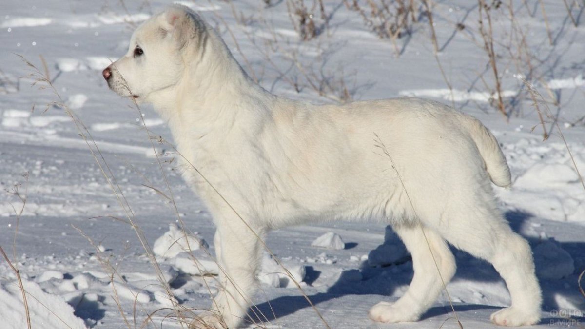 Алабай щенок