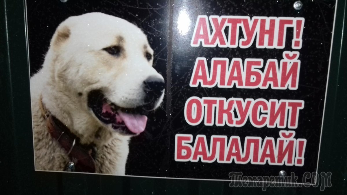 Алабай на прозрачном фоне