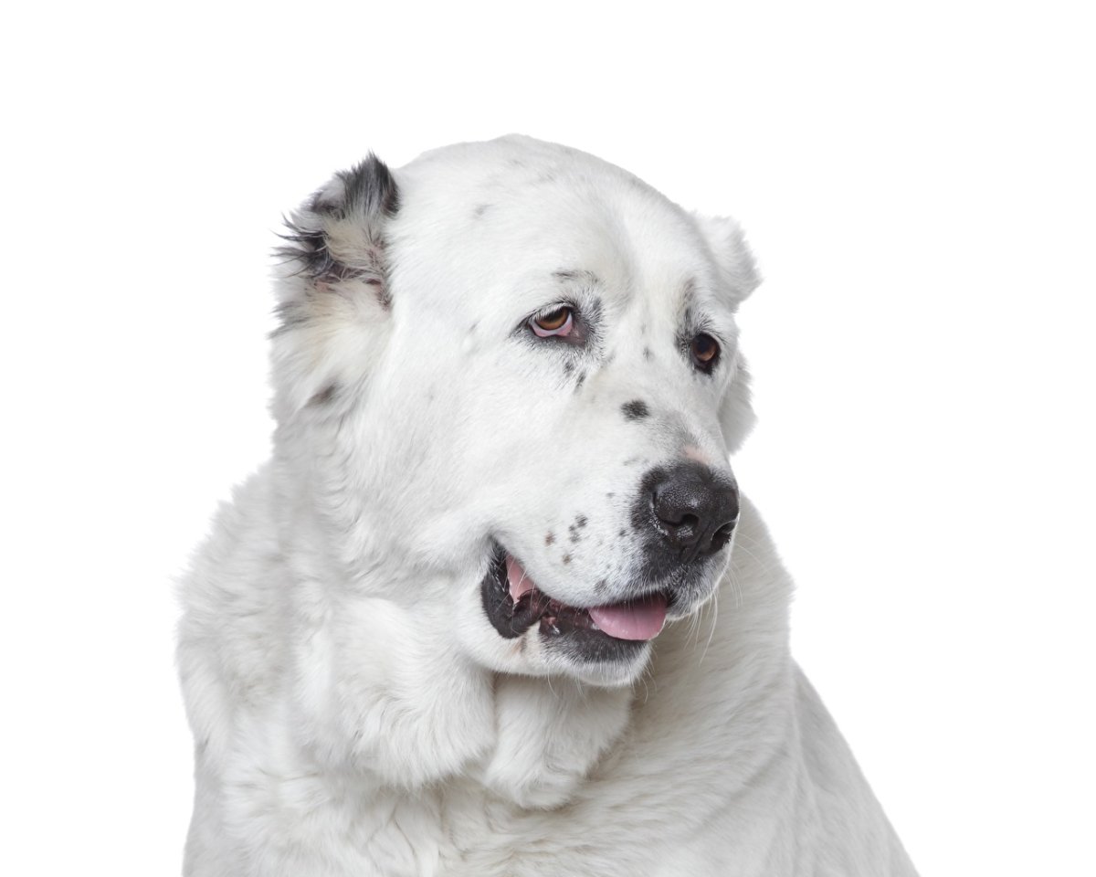 Среднеазиатская овчарка волкодав чёрный