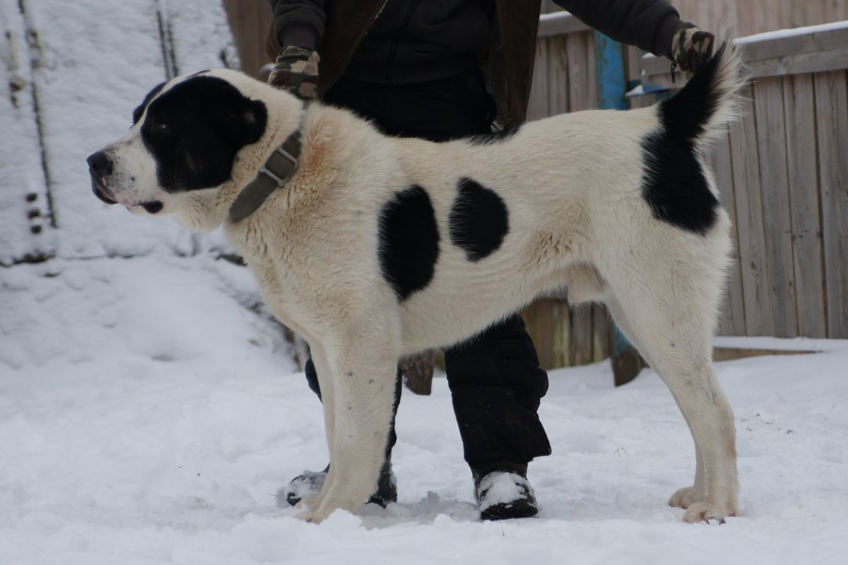 Питбуль карандашом