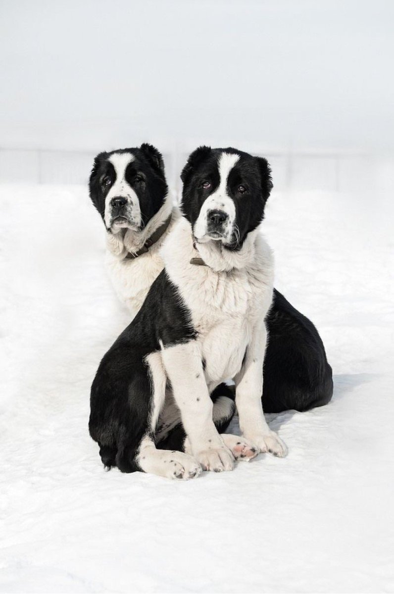 Алабай Донбасс