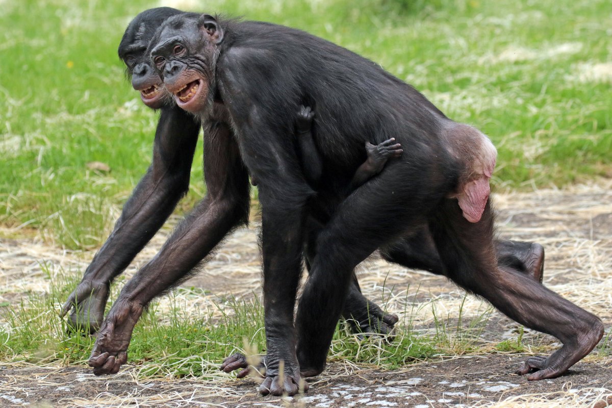 Шимпанзе бонобо