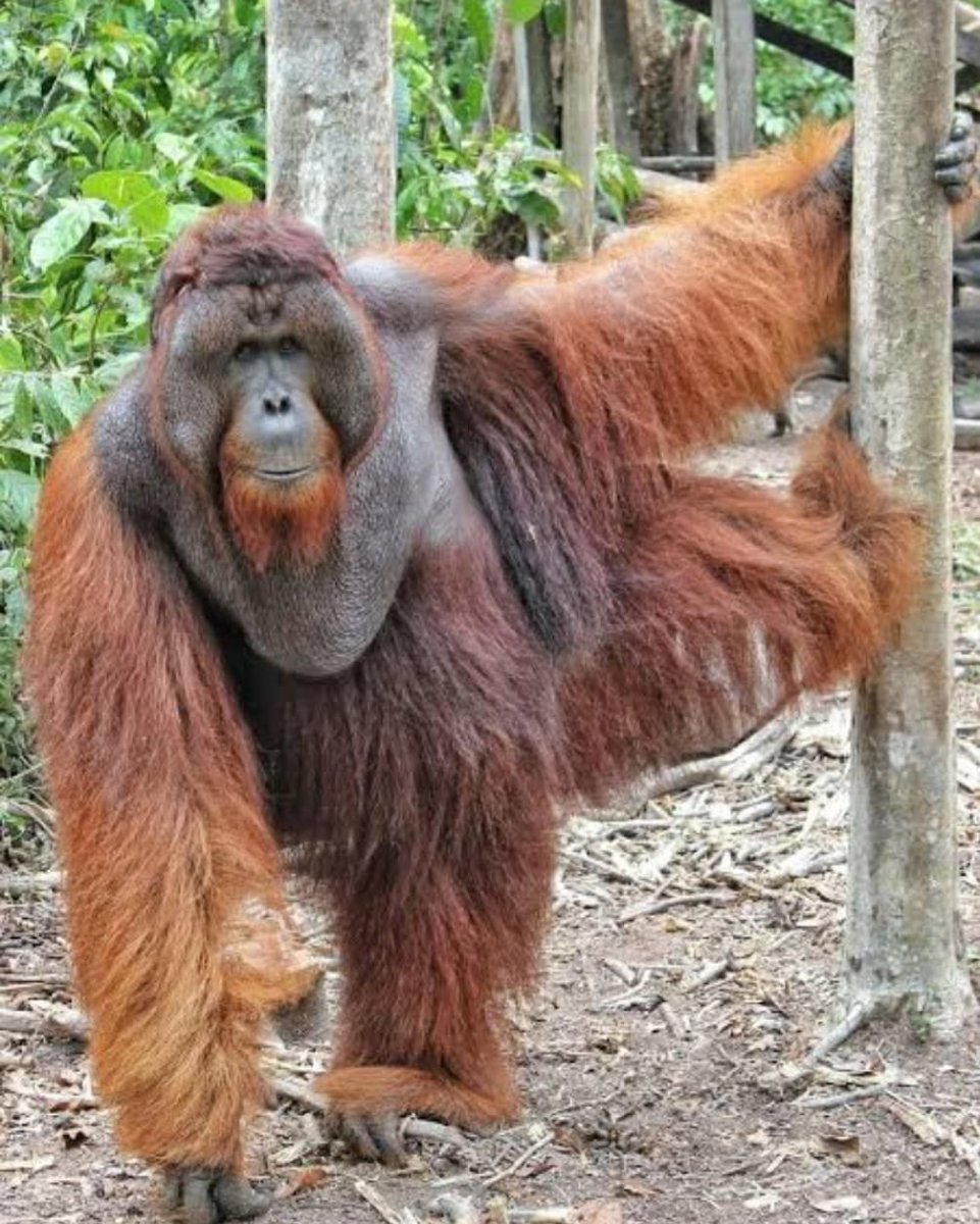 Исполинский бурый орангутанг