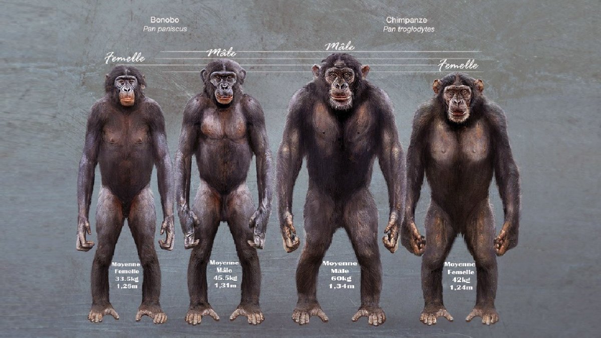 Обезьяна бонобо самец