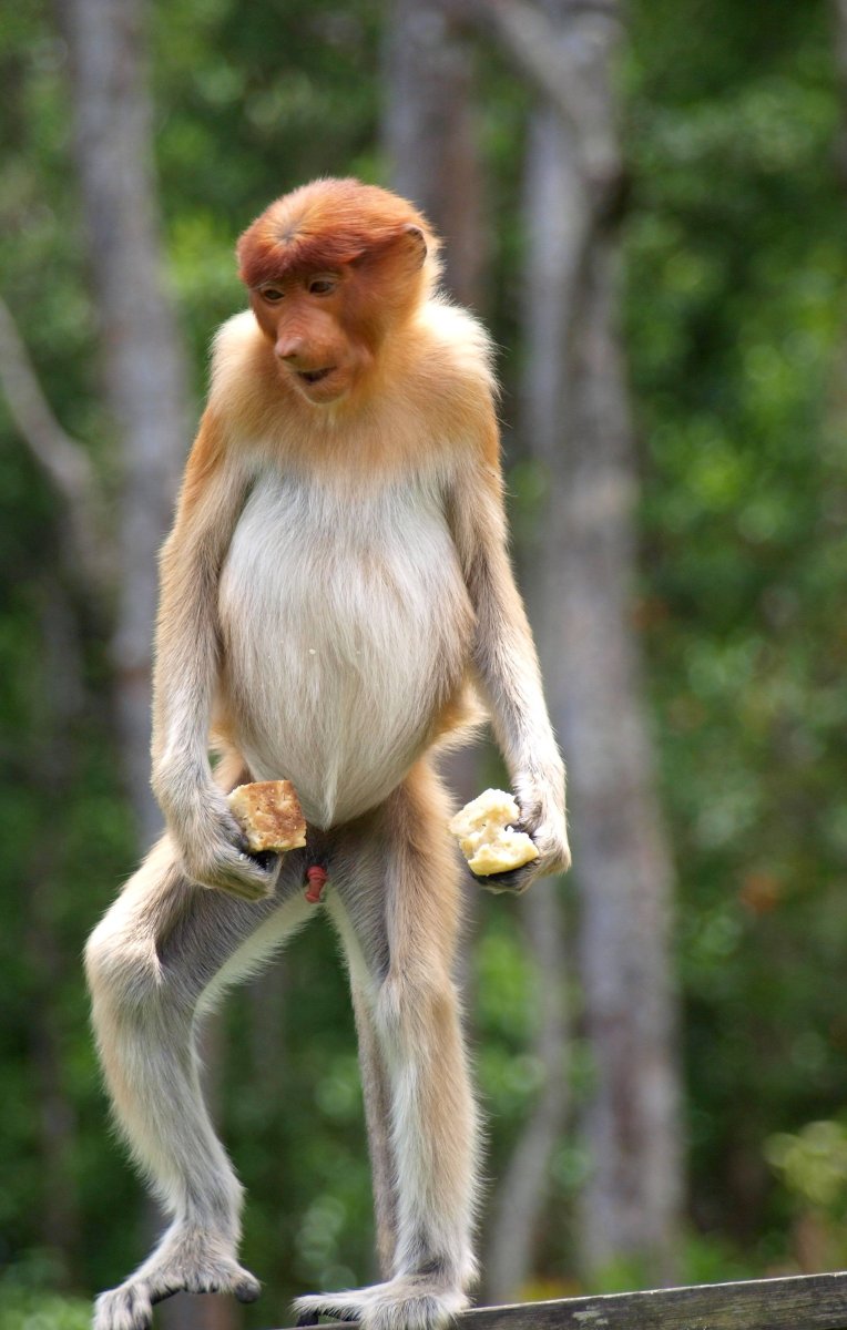 Гиббон носач