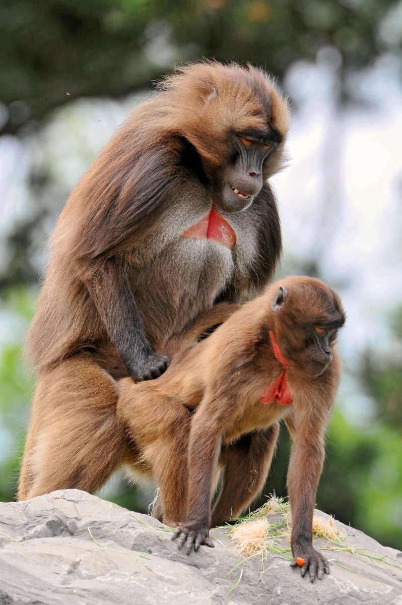 Самка гоняет самца. Маймун горилла. Самка бабуина. Смешные обезьяны. Размножение макак.