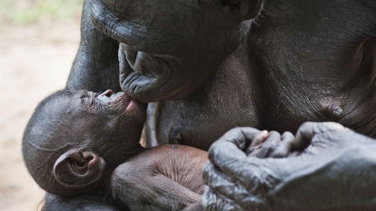 Бонобо поцелуй