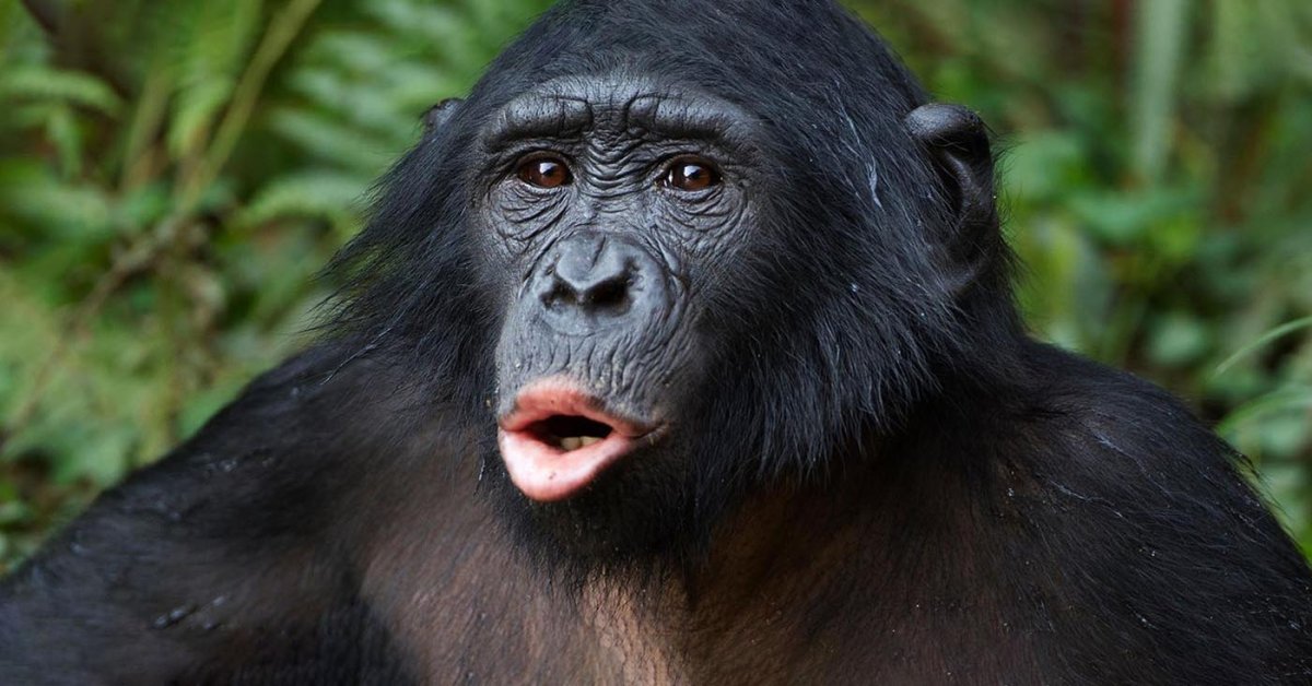 Bonobo Ape