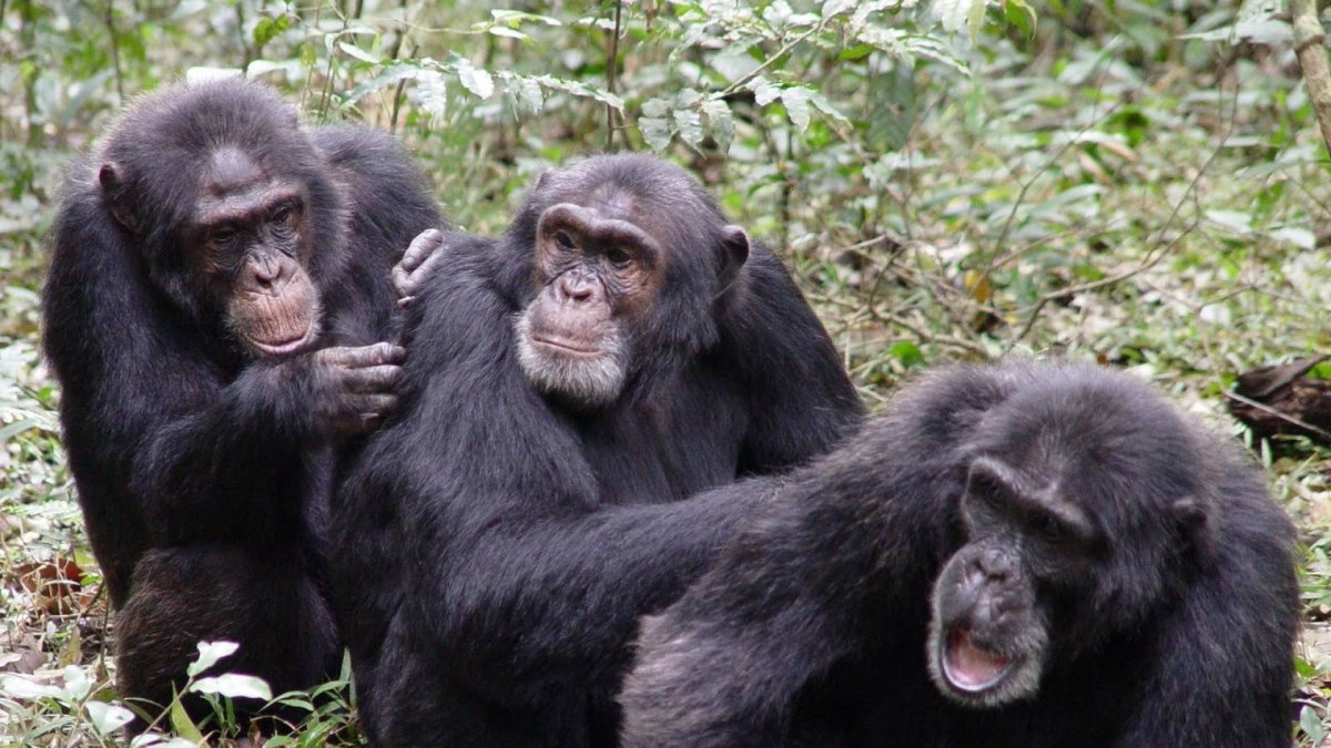 Группа обезьян