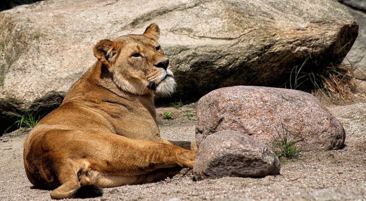 Сельская львица