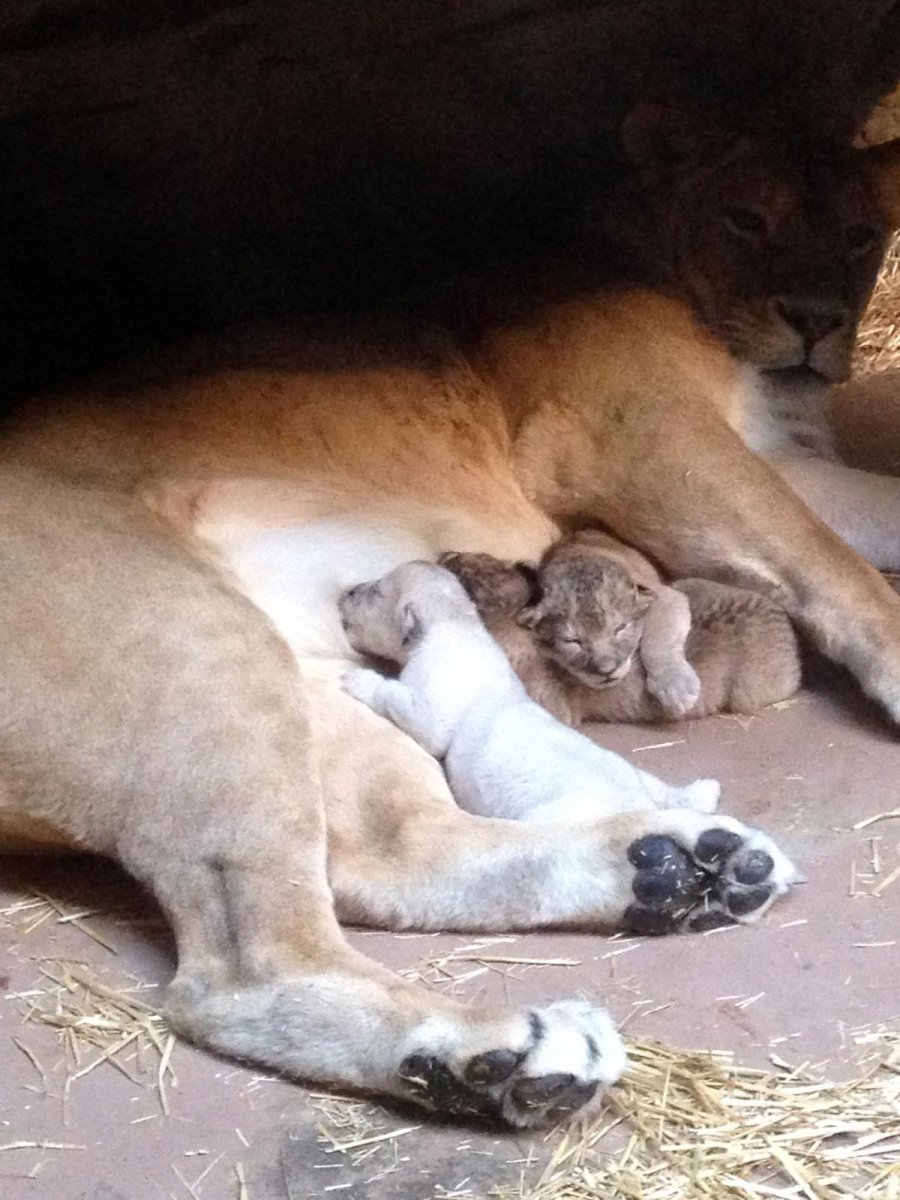 Новорожденные львы
