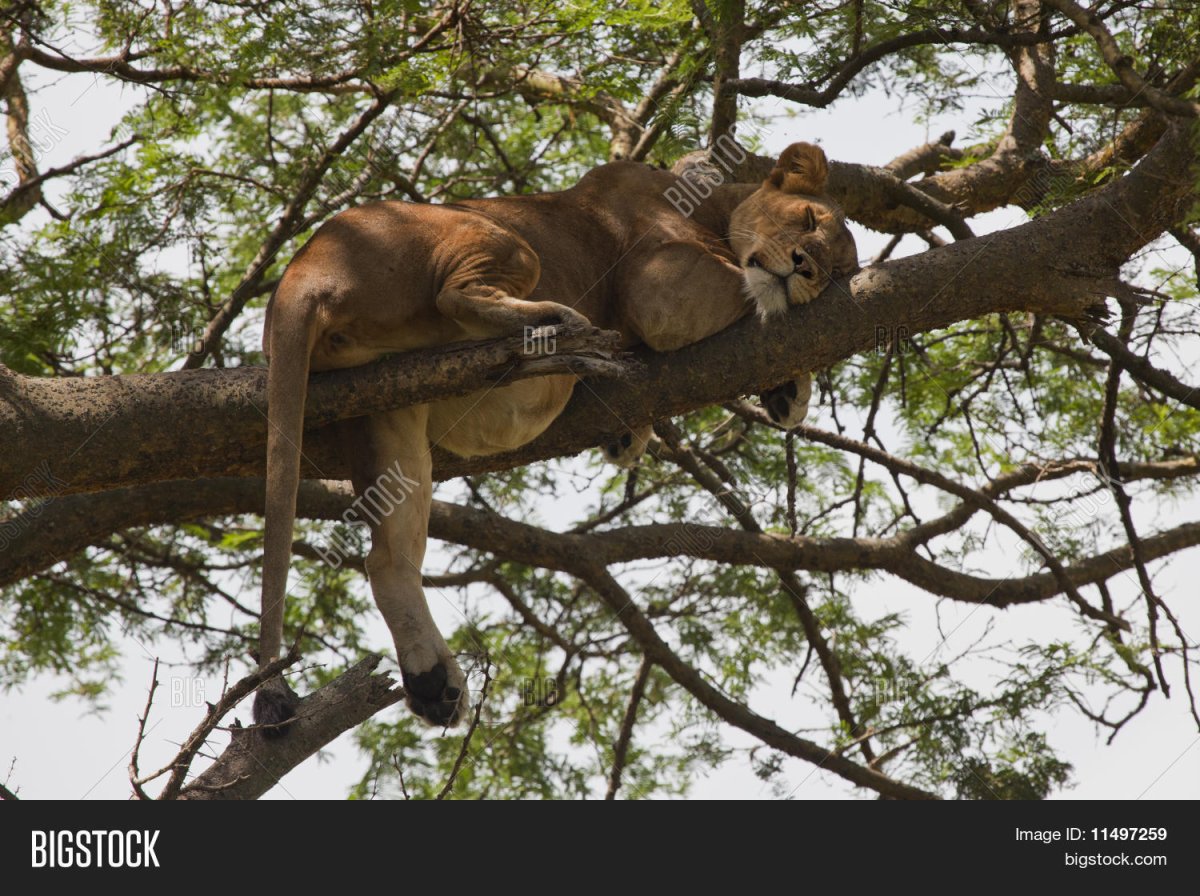 Львица и 2 львенка