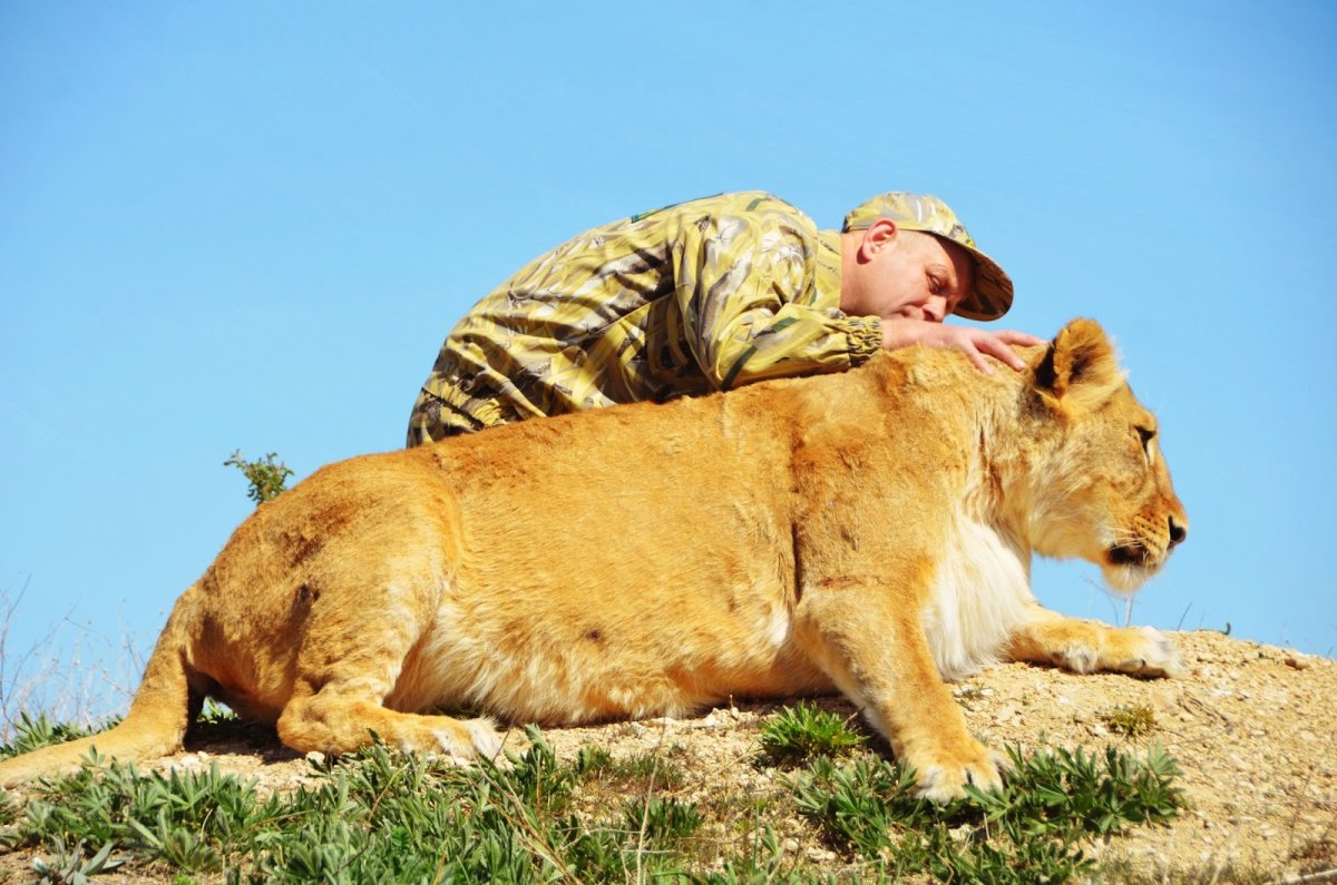 Беременная львица фото