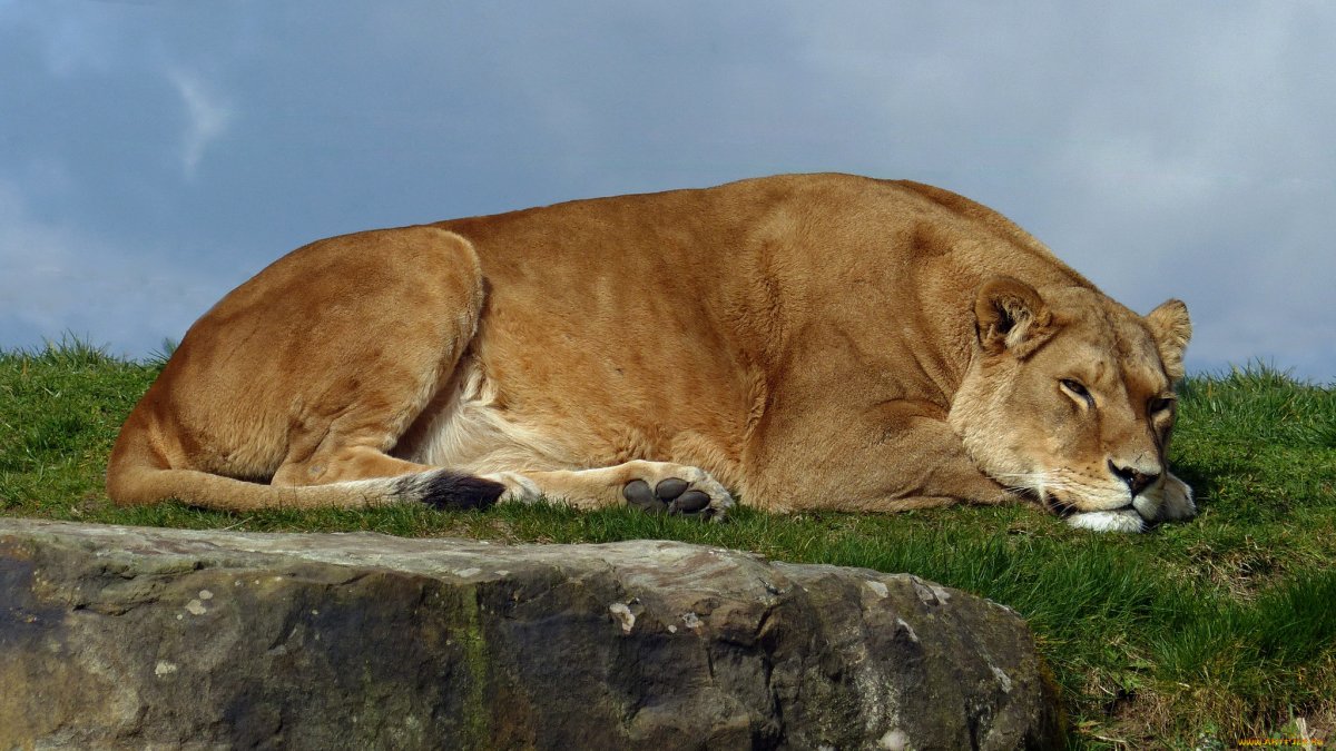 Трахаюются люди сзверями