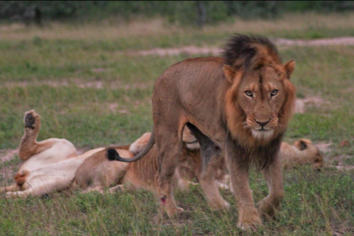 Лев изгнанный из прайда