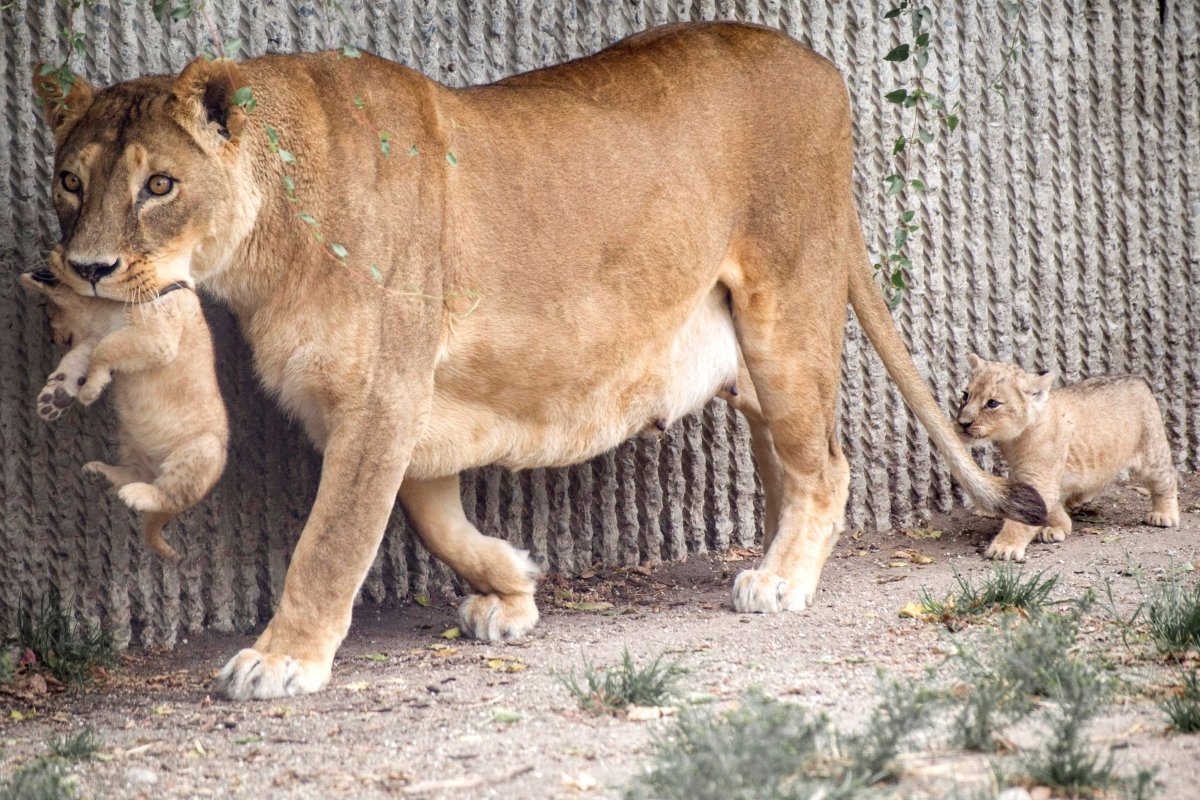 Толстая львица