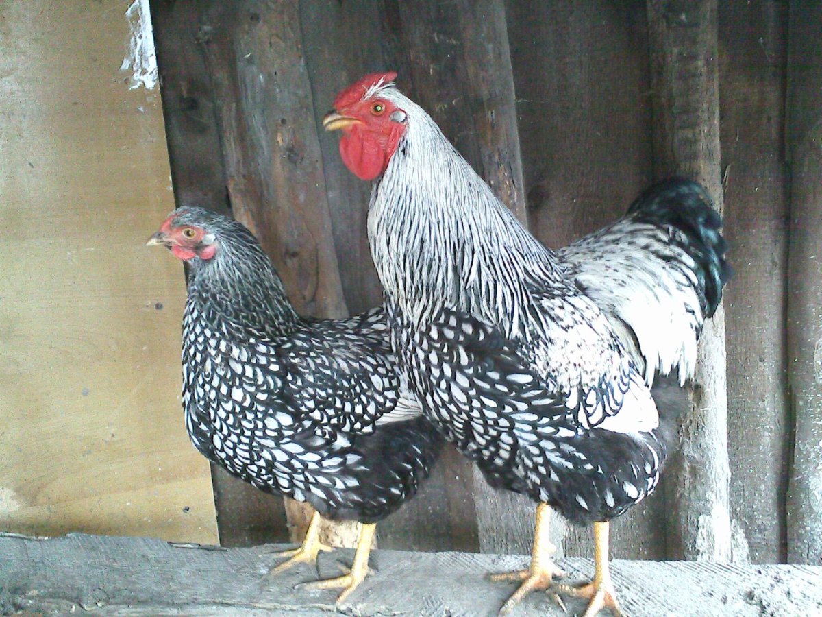 Виандот толбунт