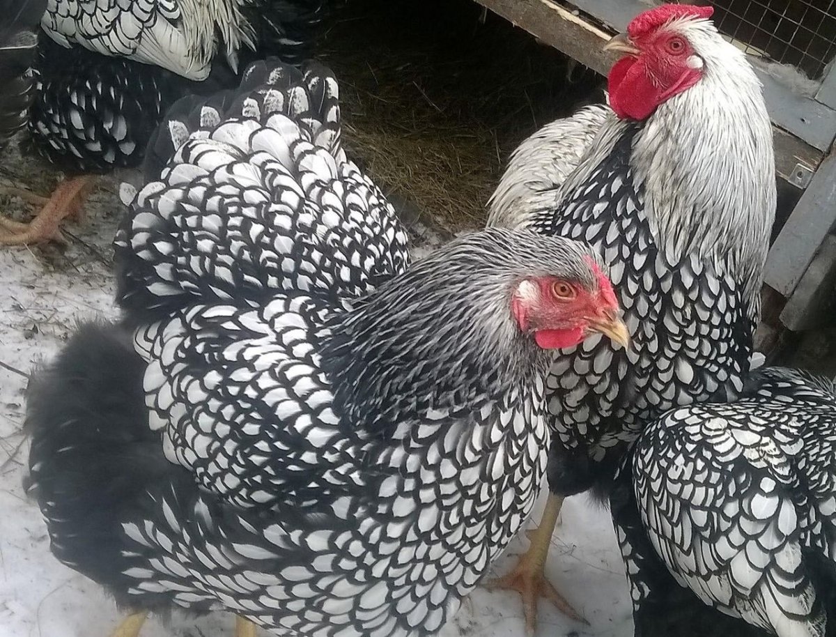 Виандот Сильвер Патридж