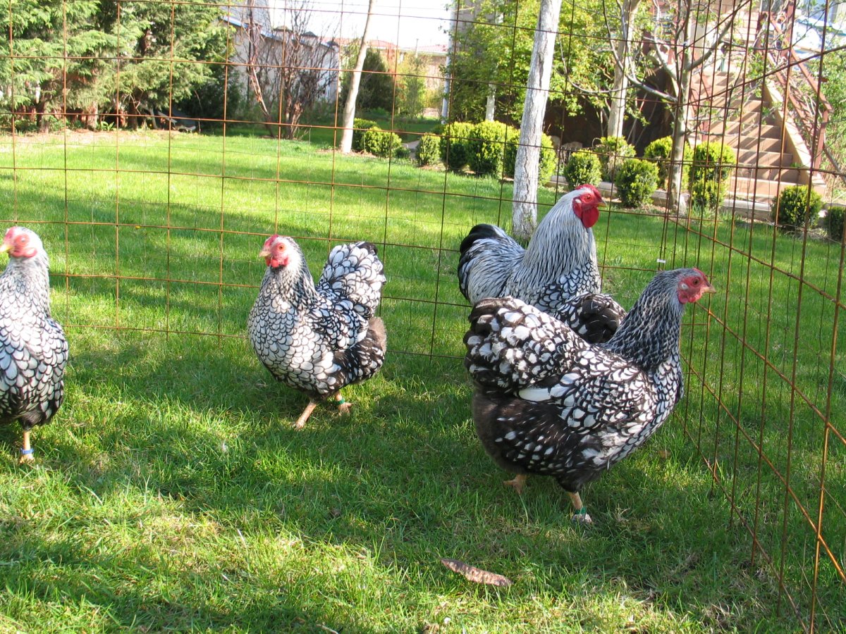 Виандот толбунт