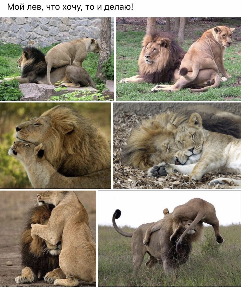 Львица с 3 львятами