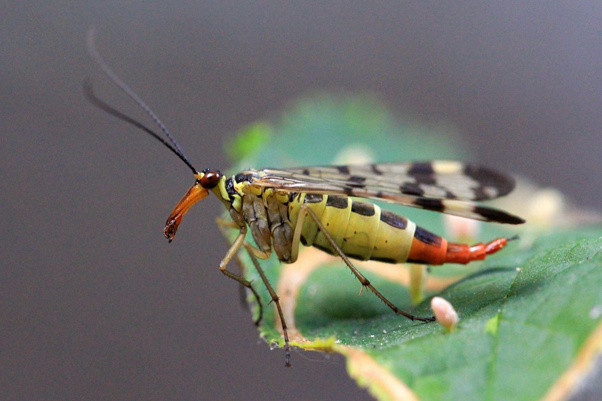 Скорпионовая Муха в полете