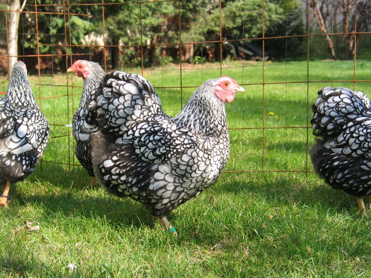 Виандот золотистый черноокаймленный