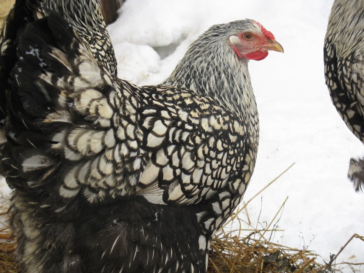 Брама Виандот