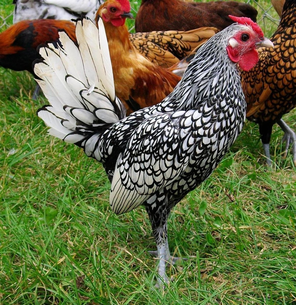 Виандот куропатчатый