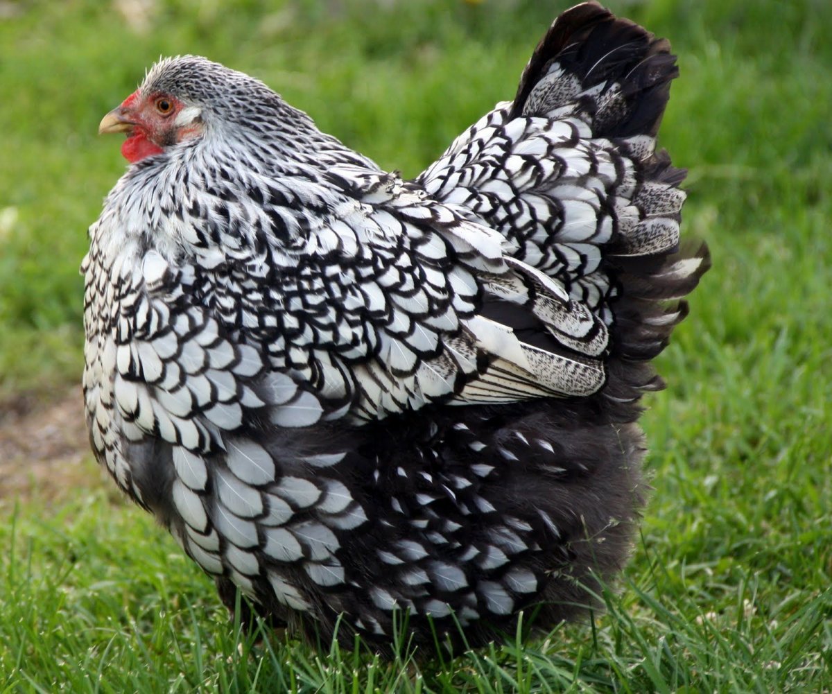 Брама Виандот