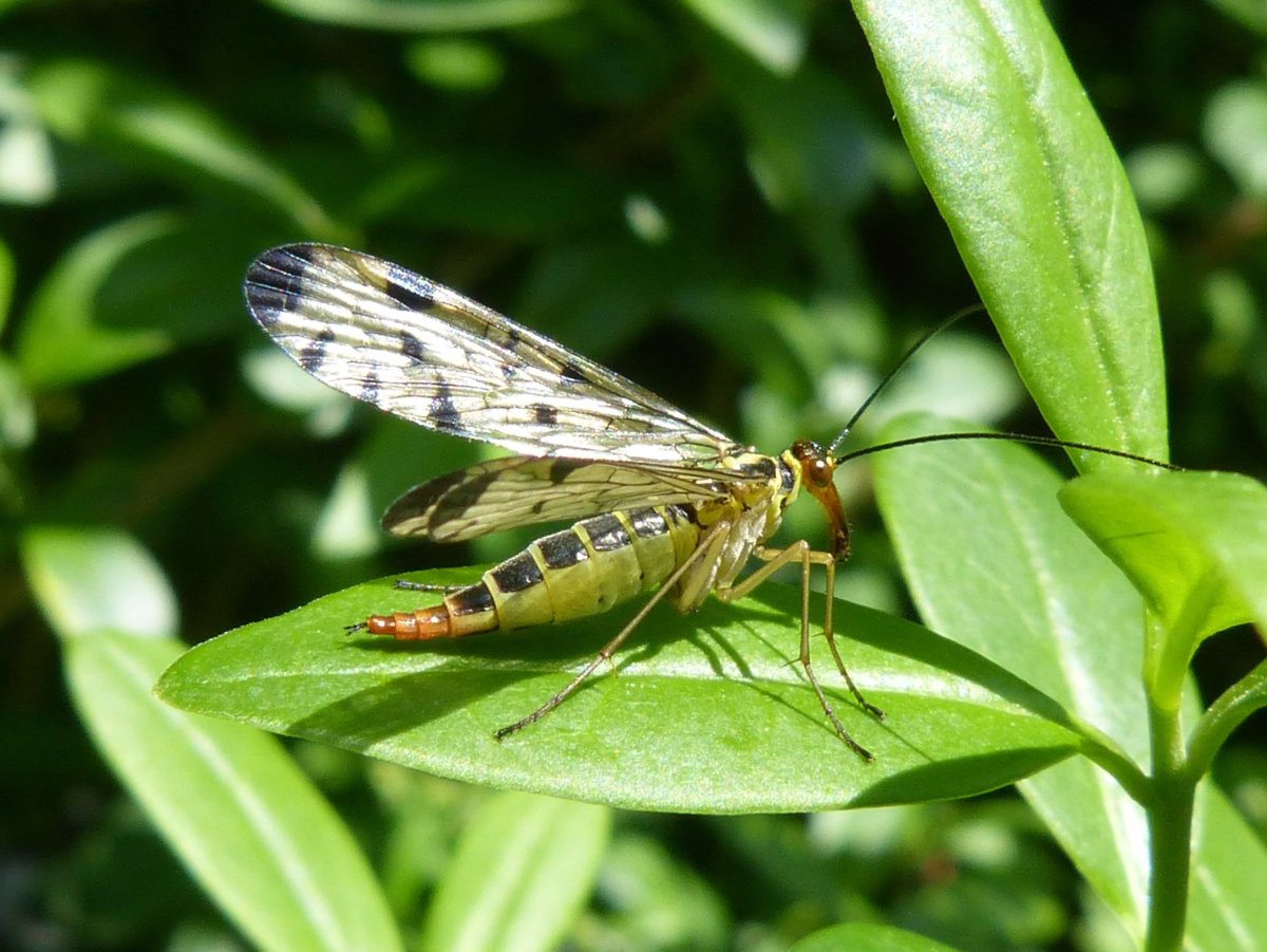 Панорпа насекомое