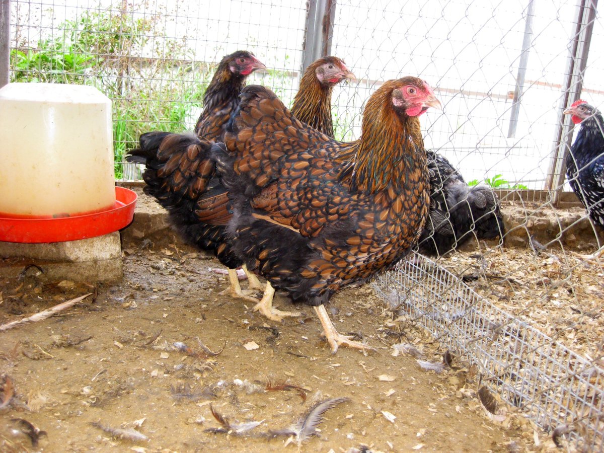 Барневельдер серебро