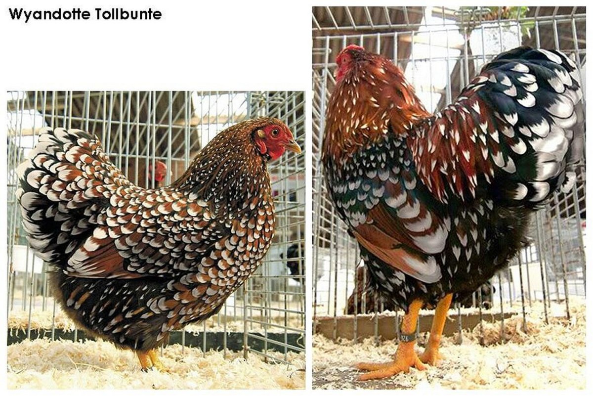 Порода кур белая серебристая