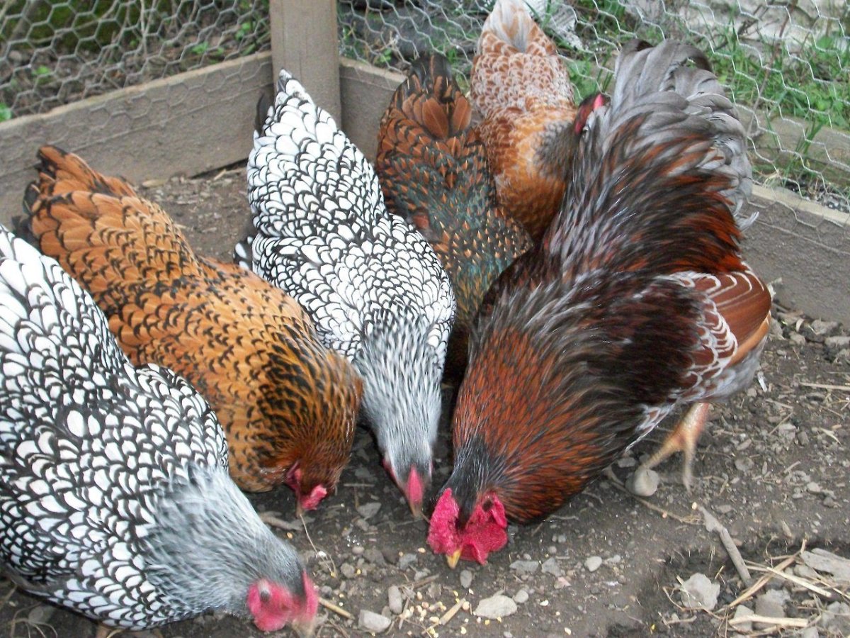 Виандот порода кур