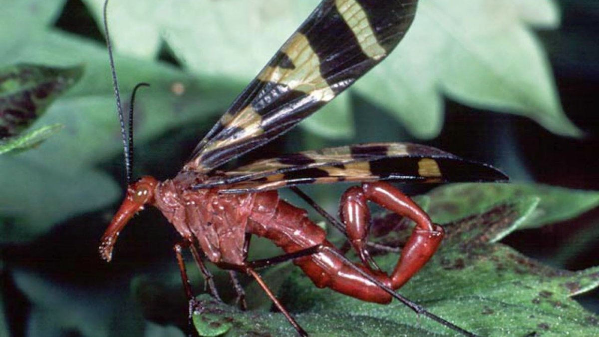 Скорпионовая Муха