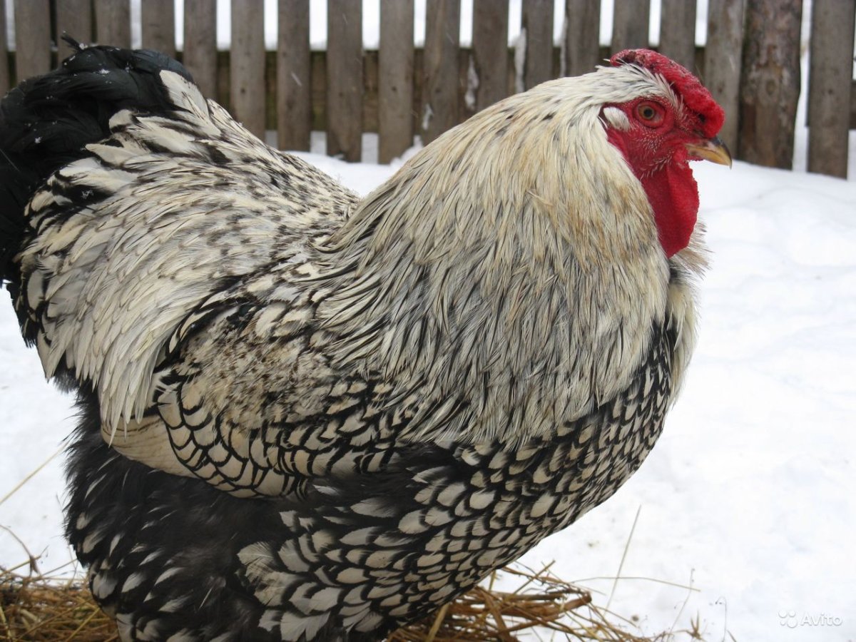 Виандот парцеляновый