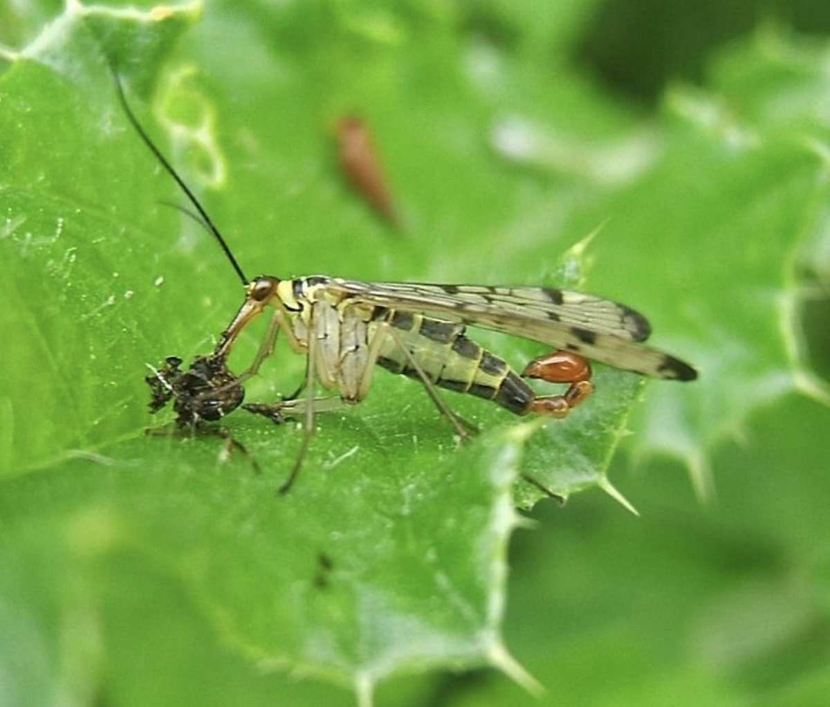 Муха Скорпионница