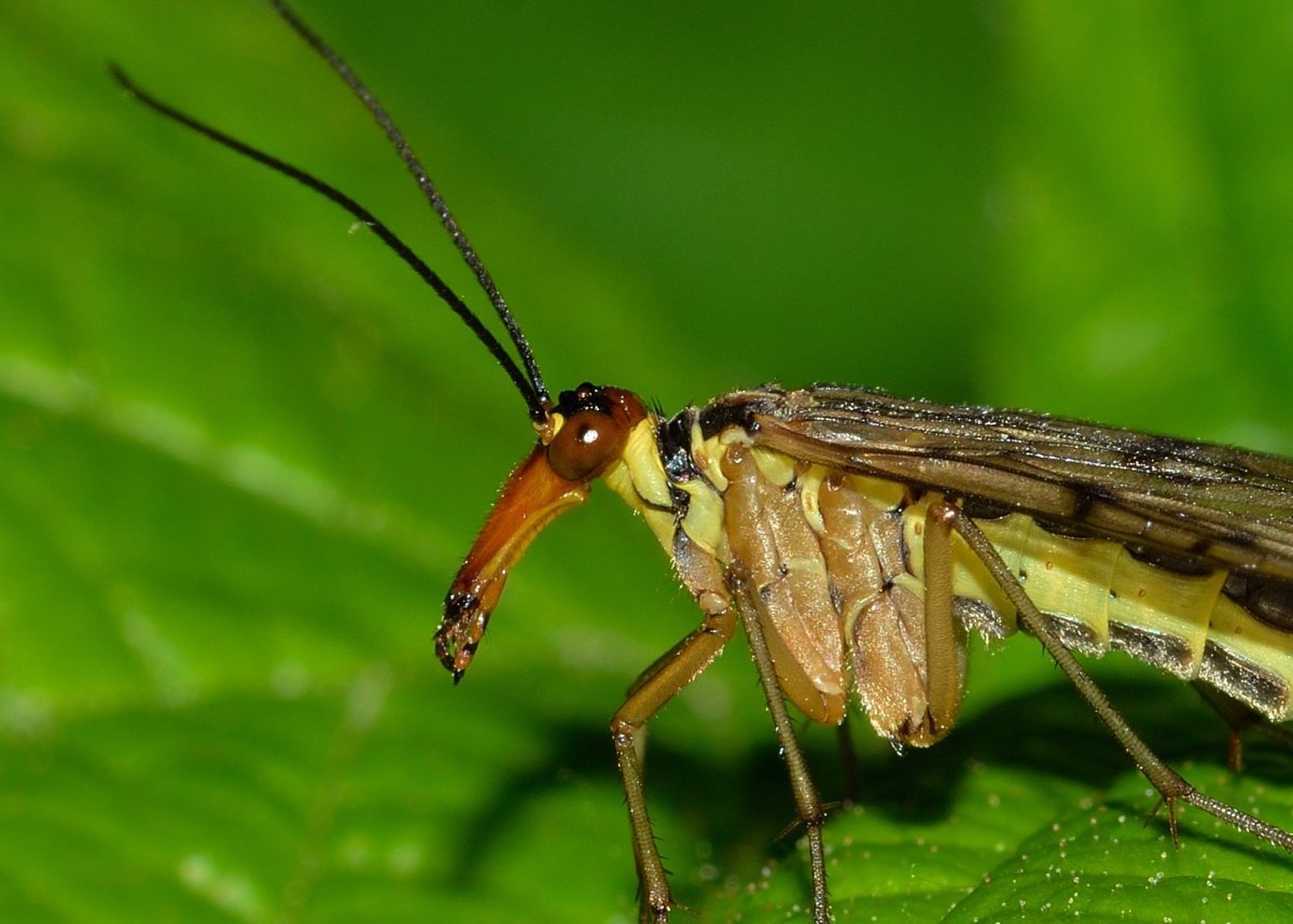 Скорпионница обыкновенная