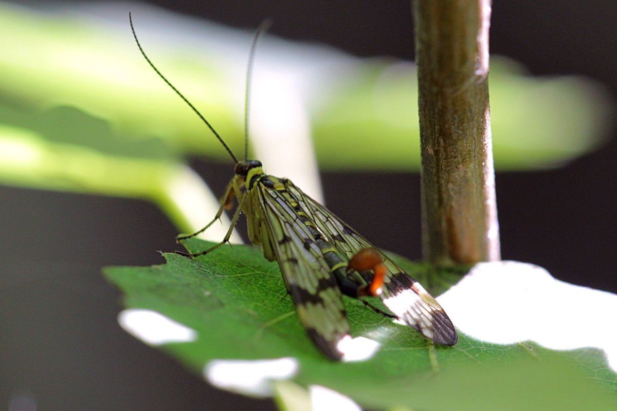 Крыло Mecoptera