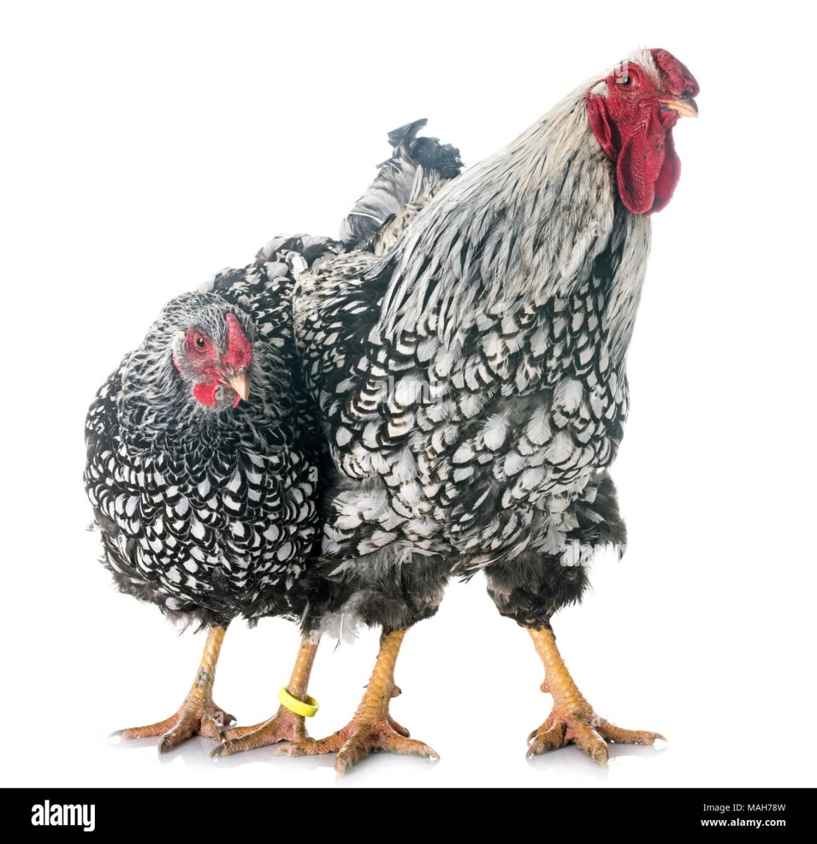 Яндот курица купить