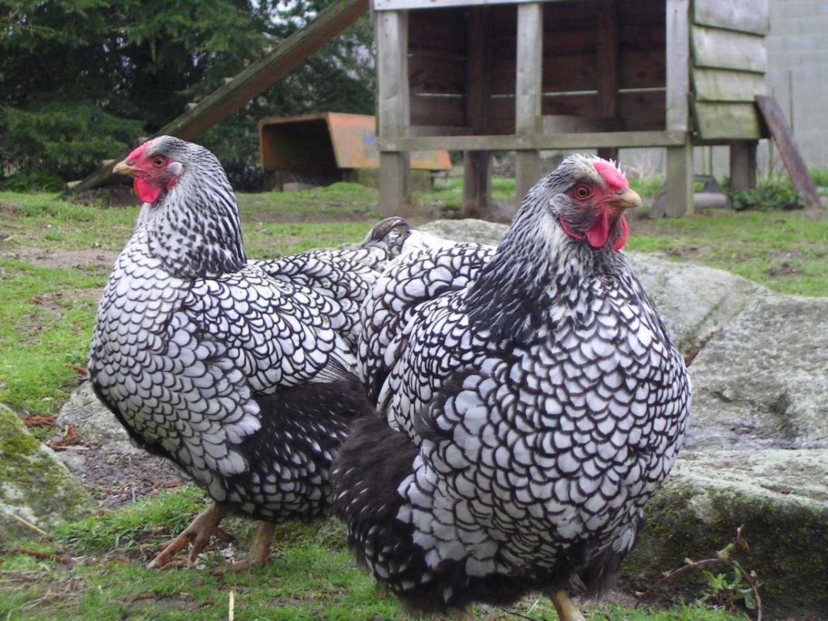 Виандот куры петухи цыплята