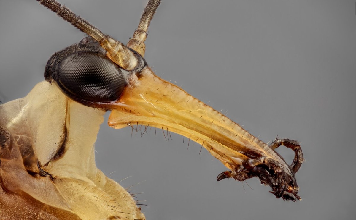 Скорпионница растение