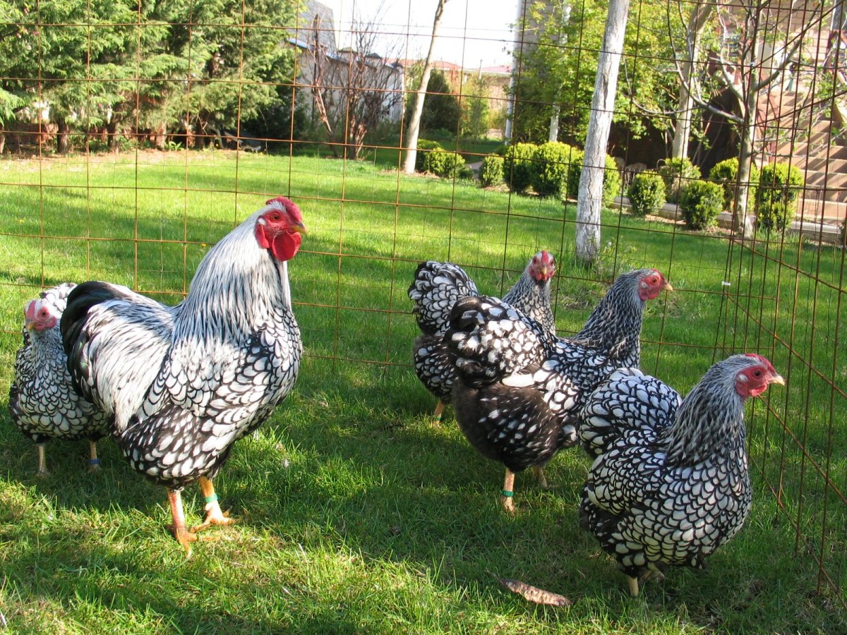 Куры Виандот серебро