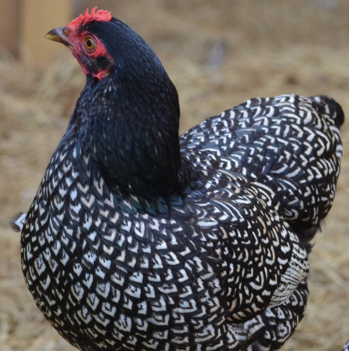 Виандот серебристый черноокаймленный