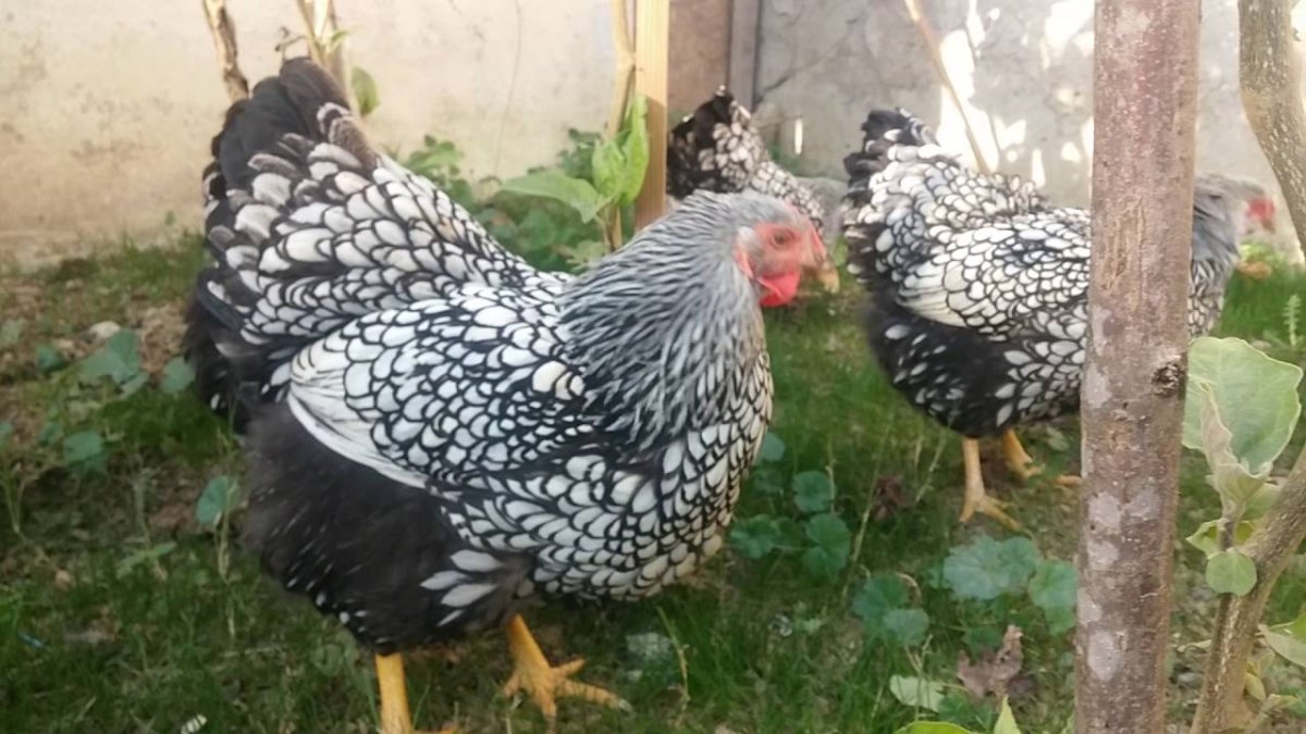 Порода петухов Виандот