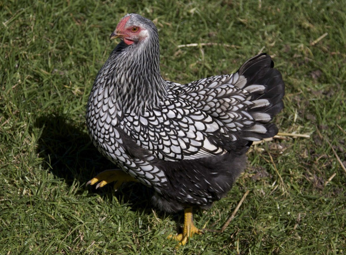 Виандот золотистый черноокаймленный