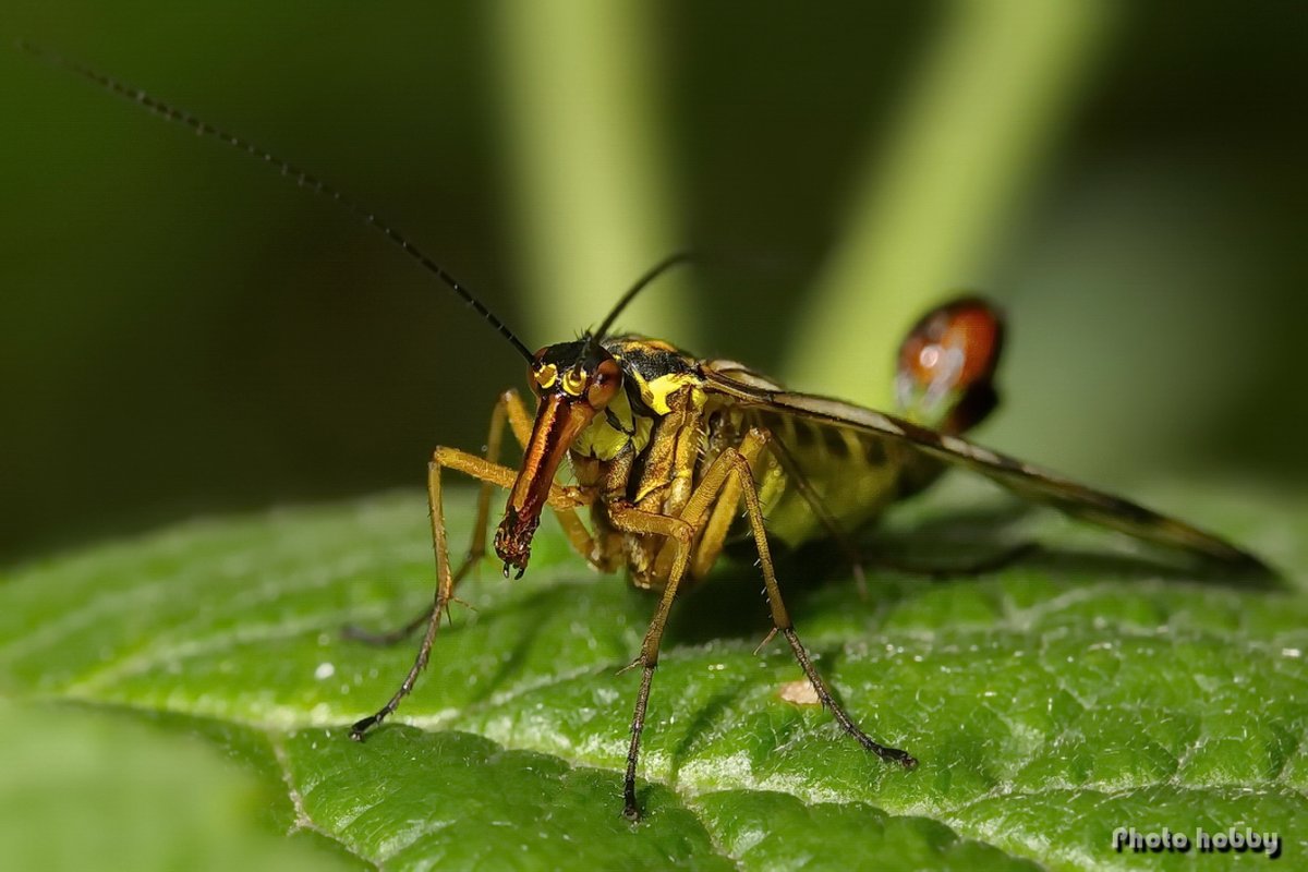 Маленький клоп с крыльями