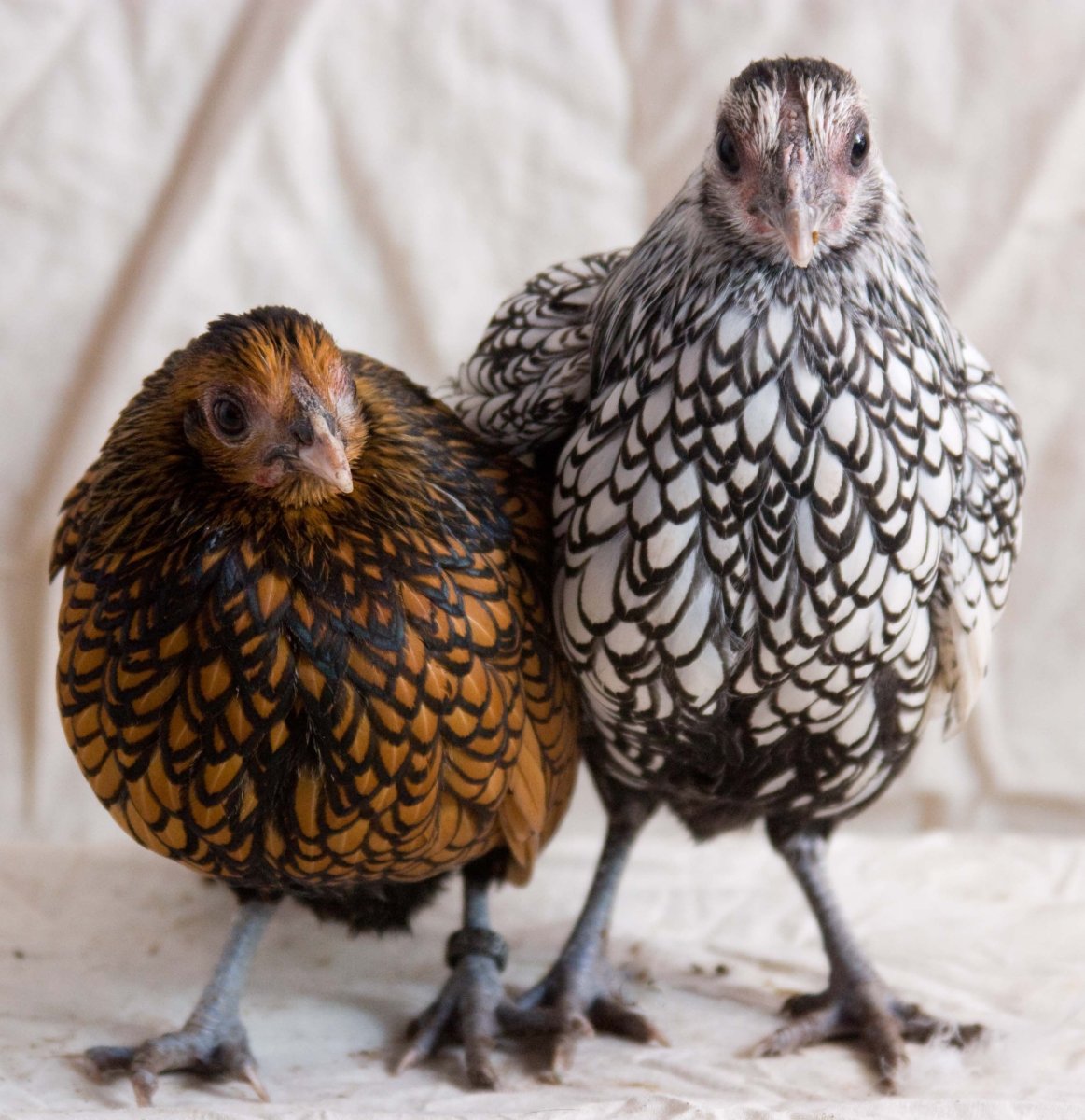 Куры Виандот Сильвер