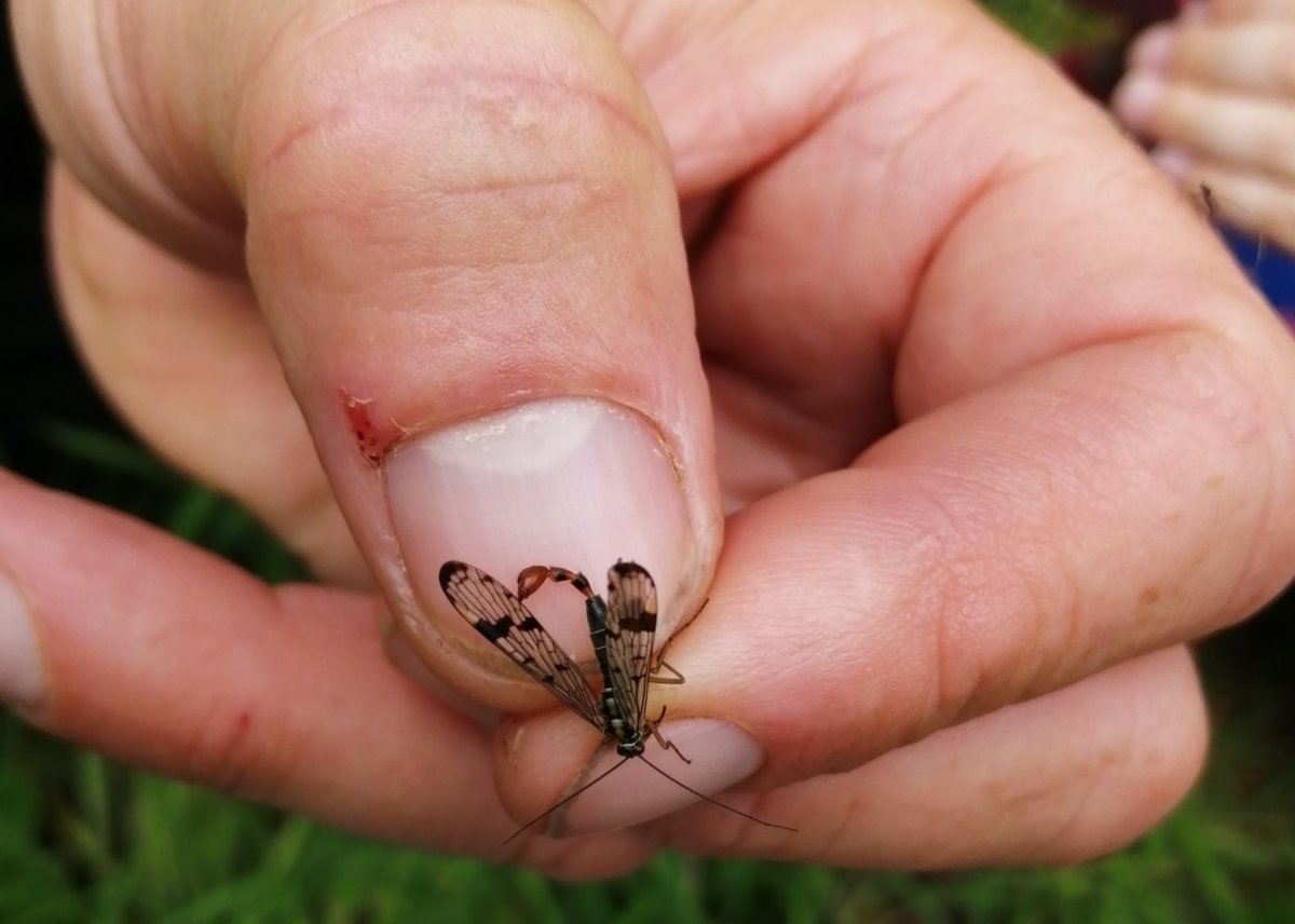 Скорпионница обыкновенная